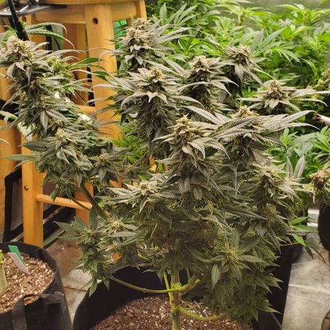 DF3 growlog timeline photo