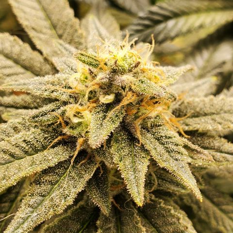 DF3 growlog timeline photo