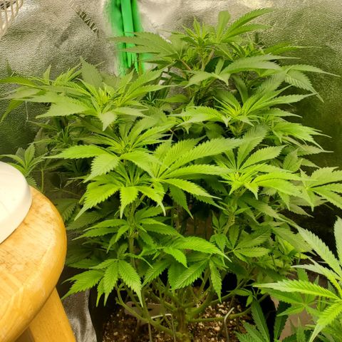 WW3 growlog timeline photo