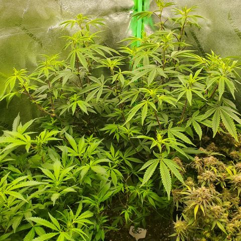 GSC1 growlog timeline photo