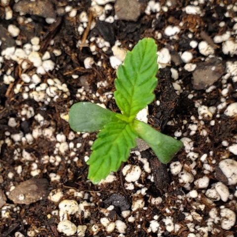 GCAuto2 growlog timeline photo