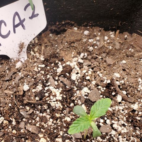 GCAuto2 growlog timeline photo