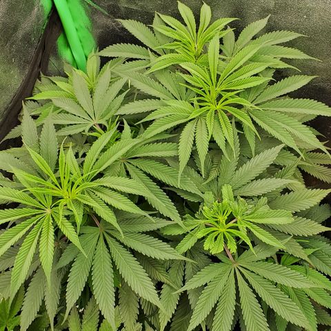 COS1 growlog timeline photo