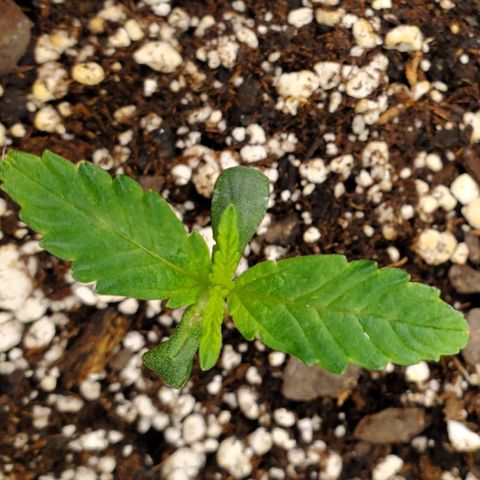 GCAuto2 growlog timeline photo