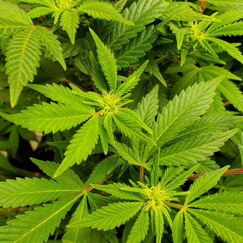 DF1 growlog timeline photo