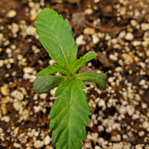 GCAuto2 growlog timeline photo