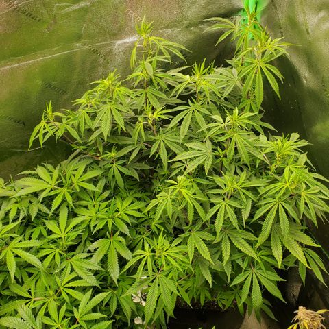 GSC1 growlog timeline photo