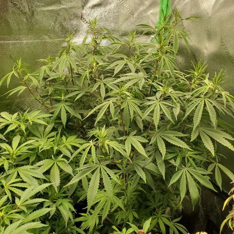 GSC1 growlog timeline photo
