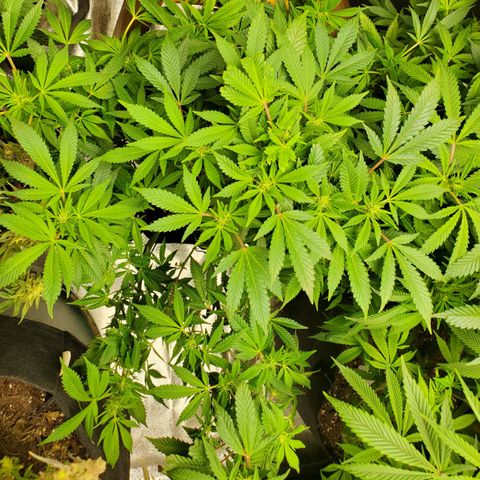 DF1 growlog timeline photo