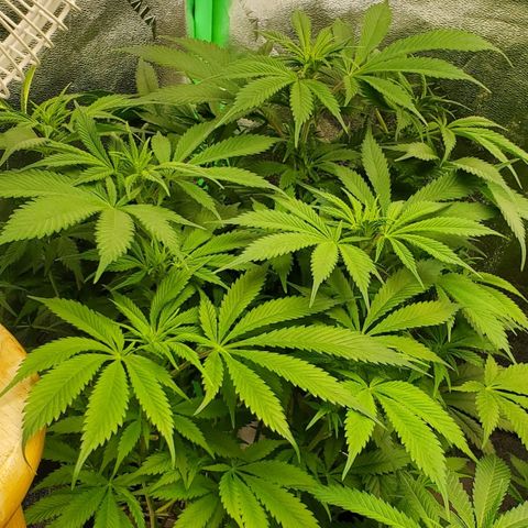 WW3 growlog timeline photo