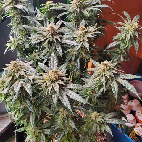 DF3 growlog timeline photo