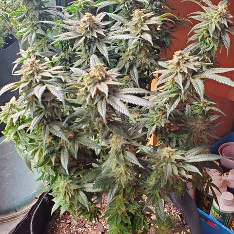 DF3 growlog timeline photo