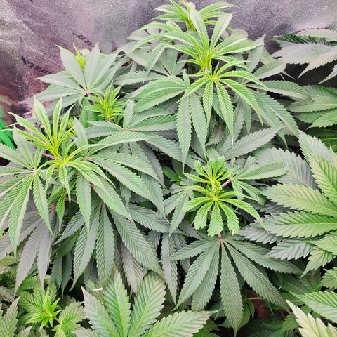 COS1 growlog timeline photo
