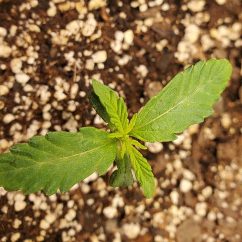 GCAuto2 growlog timeline photo