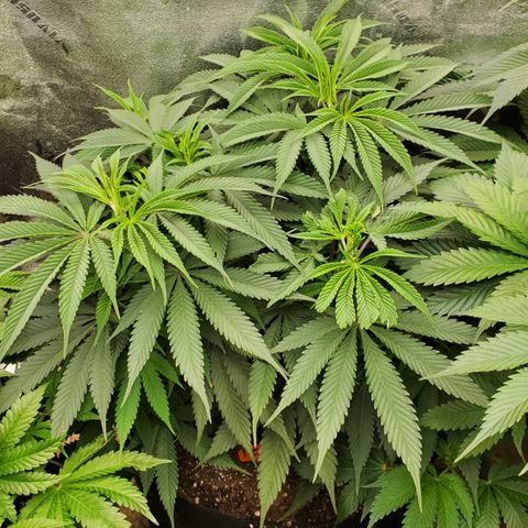 COS1 growlog timeline photo