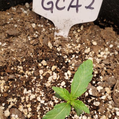 GCAuto2 growlog timeline photo