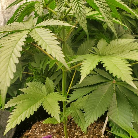 SCS1 growlog timeline photo