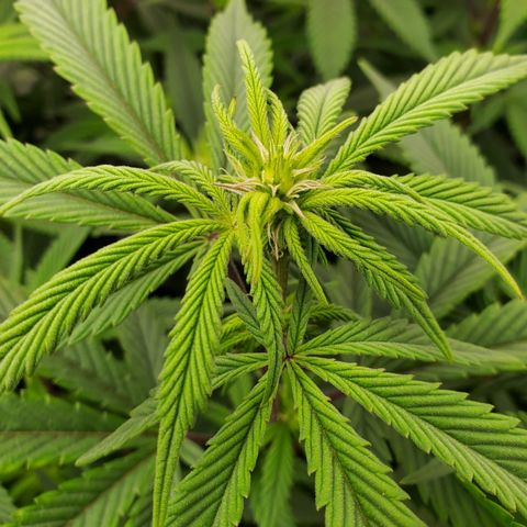 GSC1 growlog timeline photo