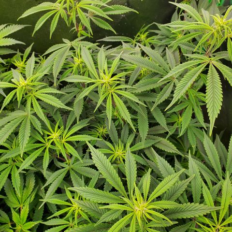 GSC1 growlog timeline photo