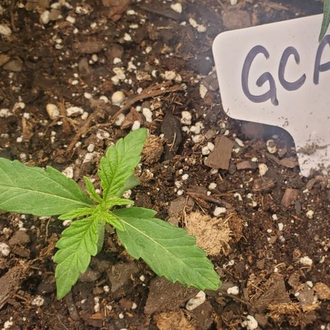 GCAuto2 growlog timeline photo