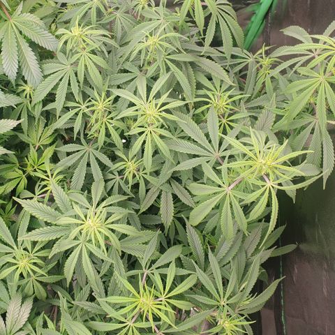 GSC1 growlog timeline photo