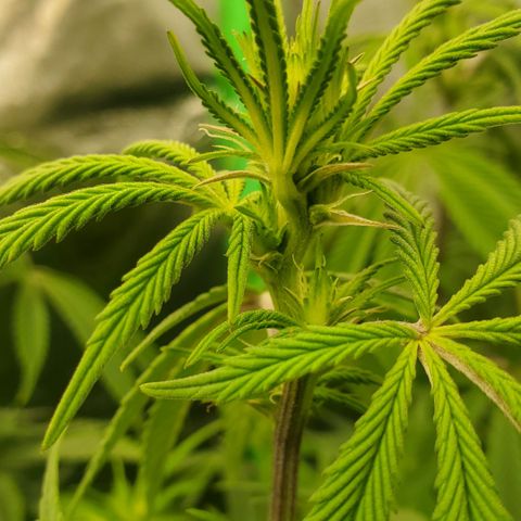 GSC1 growlog timeline photo