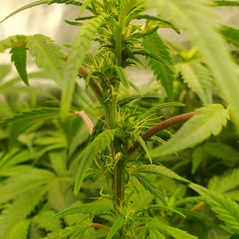 DF1 growlog timeline photo