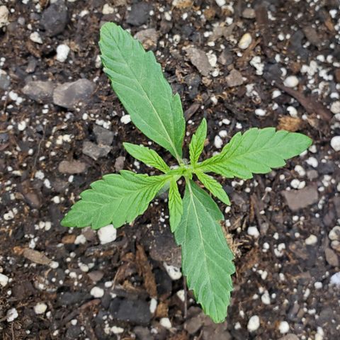 GCAuto2 growlog timeline photo