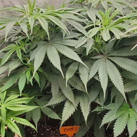COS1 growlog timeline photo