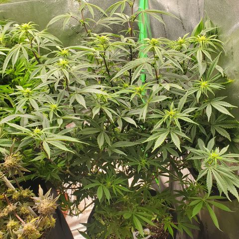 GSC1 growlog timeline photo
