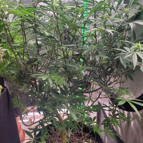 GSC1 growlog timeline photo