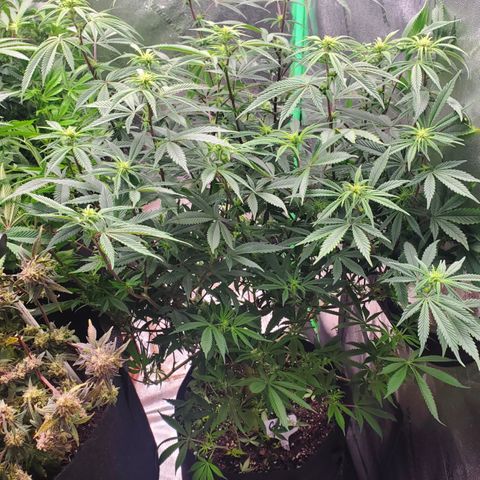 GSC1 growlog timeline photo
