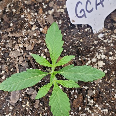 GCAuto2 growlog timeline photo