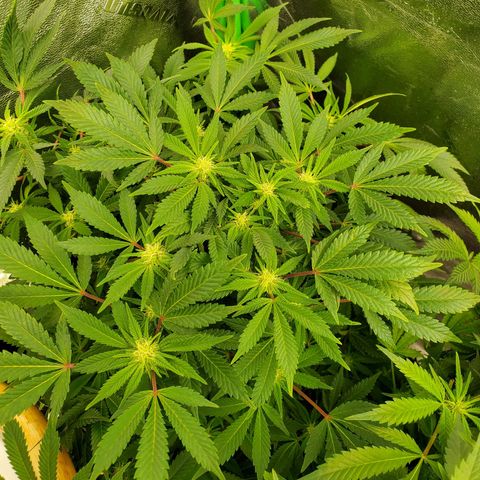 DF1 growlog timeline photo