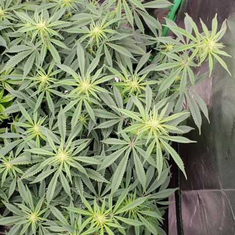 GSC1 growlog timeline photo