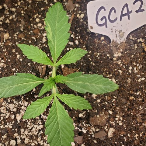 GCAuto2 growlog timeline photo