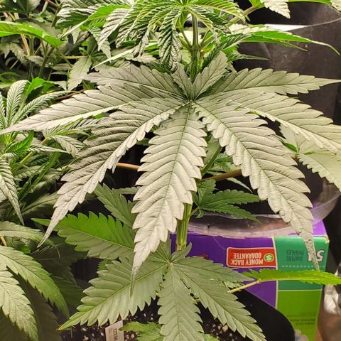 SCS1 growlog timeline photo