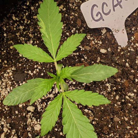 GCAuto2 growlog timeline photo