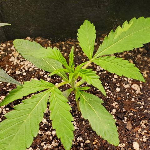 GCAuto2 growlog timeline photo