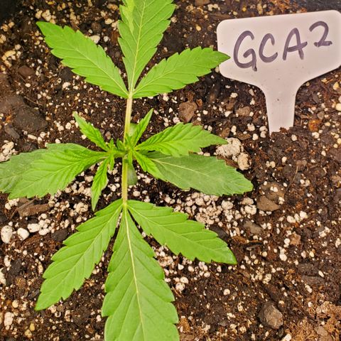 GCAuto2 growlog timeline photo