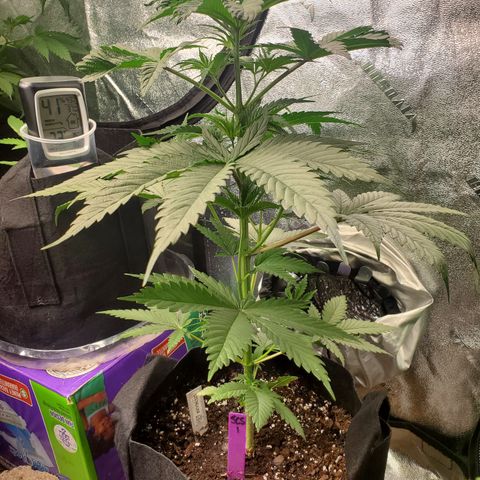 SCS1 growlog timeline photo