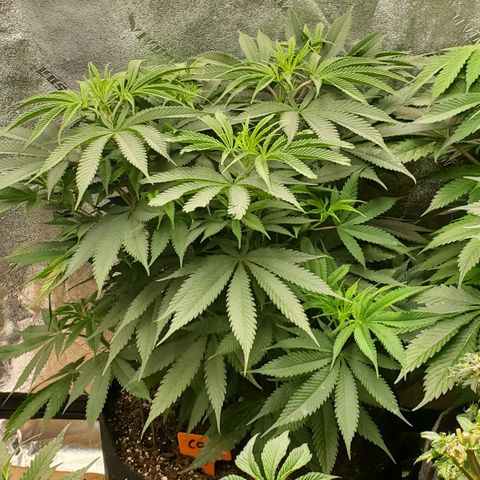 COS1 growlog timeline photo