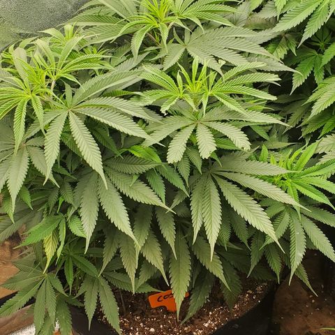 COS1 growlog timeline photo