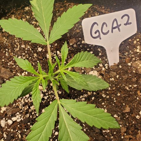 GCAuto2 growlog timeline photo