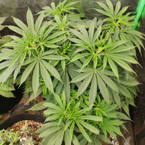 COS1 growlog timeline photo