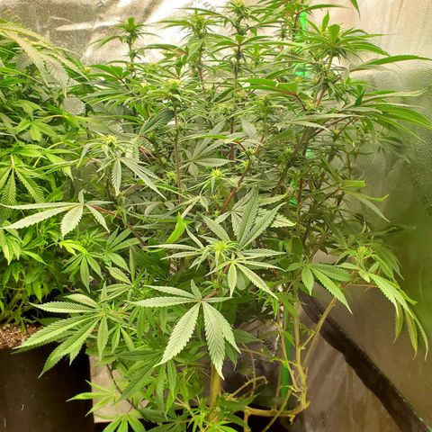 GSC1 growlog timeline photo