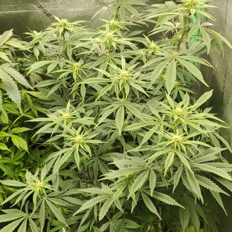 GSC1 growlog timeline photo