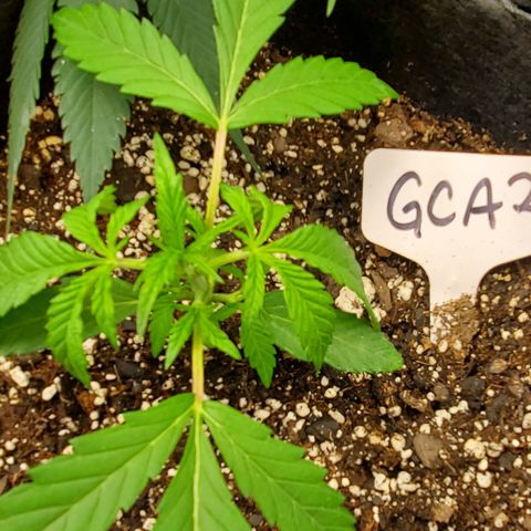 GCAuto2 growlog timeline photo