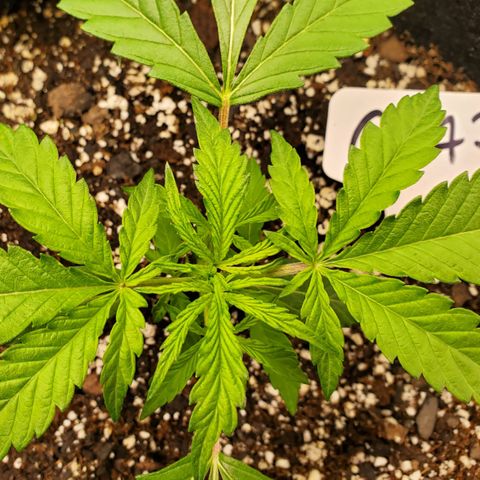 GCAuto2 growlog timeline photo