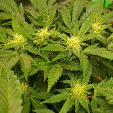DF1 growlog timeline photo